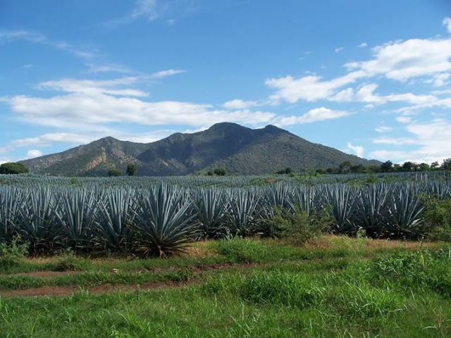 Paisaje agavero